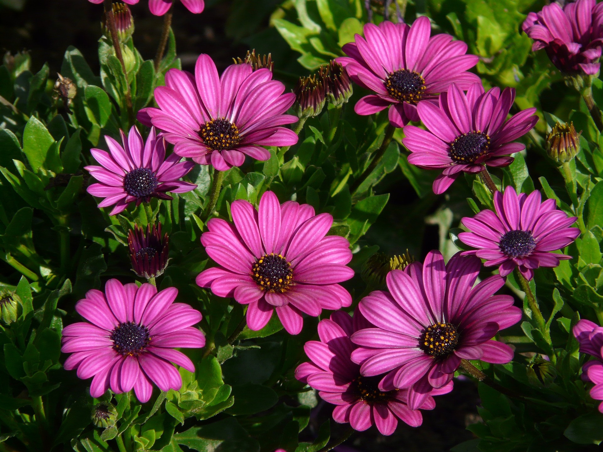 la primavera en el cortijo rural